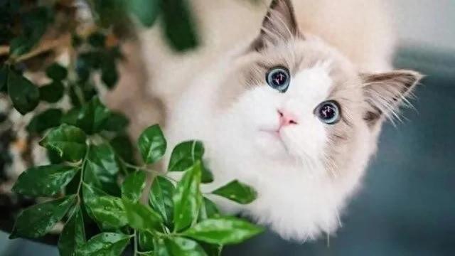 猫咪的肢体语言全解析