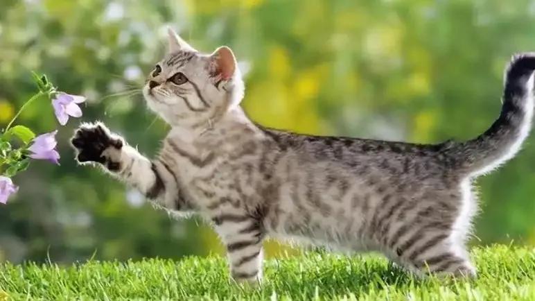 猫咪的肢体语言全解析
