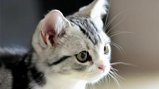 猫咪的肢体语言全解析