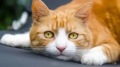 猫咪的肢体语言全解析