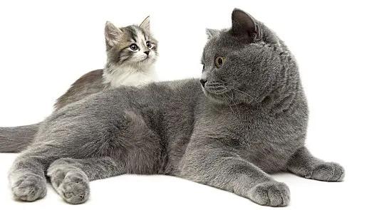 猫咪的肢体语言全解析