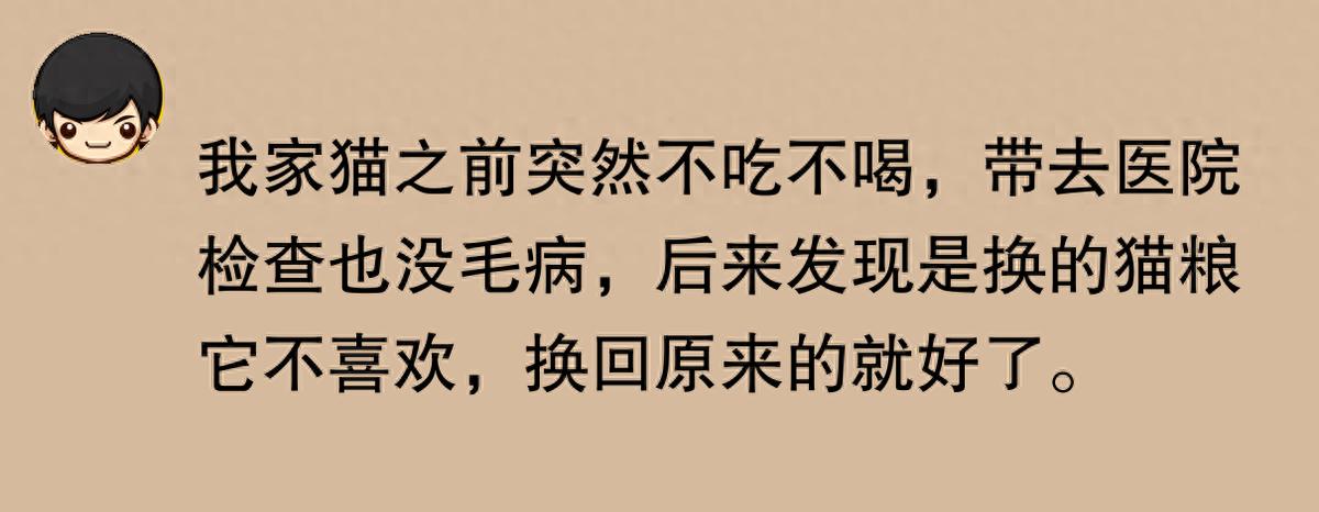 猫咪突然不吃不喝？危险信号解读