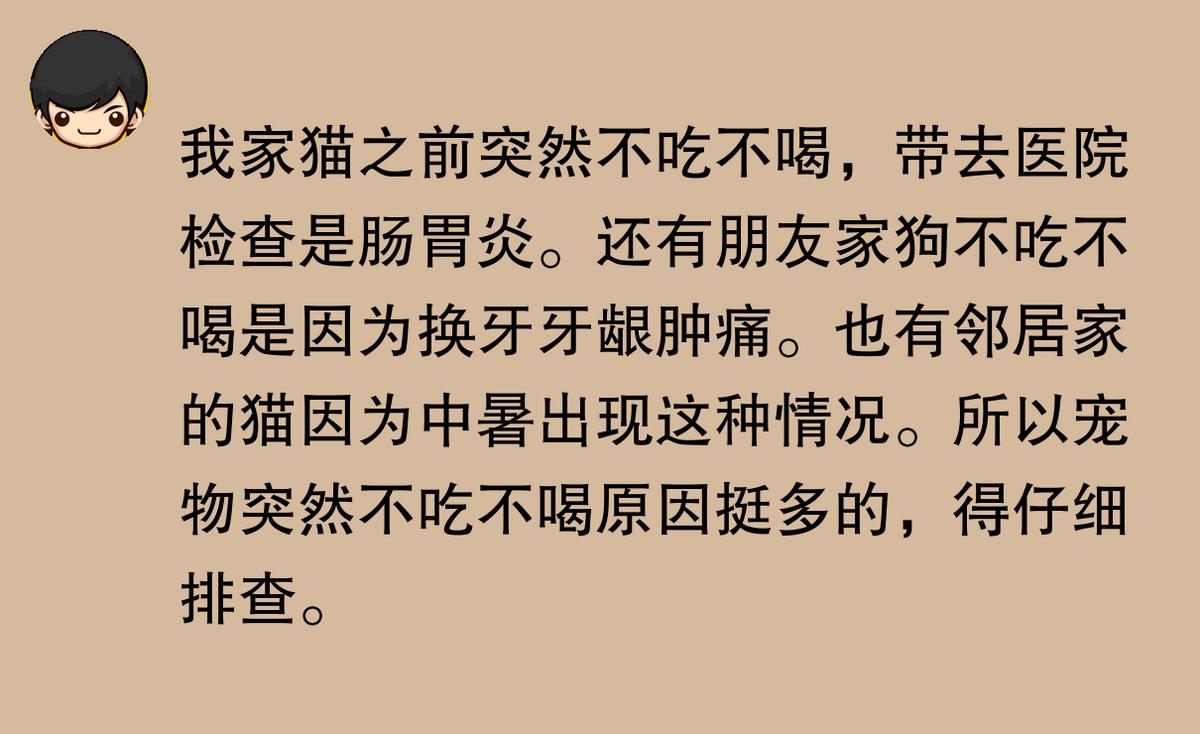 猫咪突然不吃不喝？危险信号解读