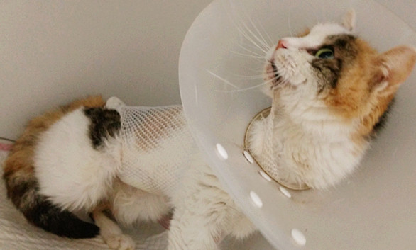 猫咪绝育后的护理要点