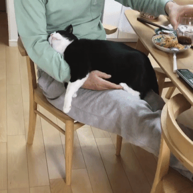 猫咪为什么爱闻香水味