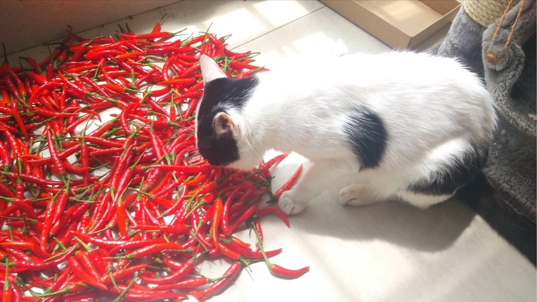 猫咪为什么爱闻香水味