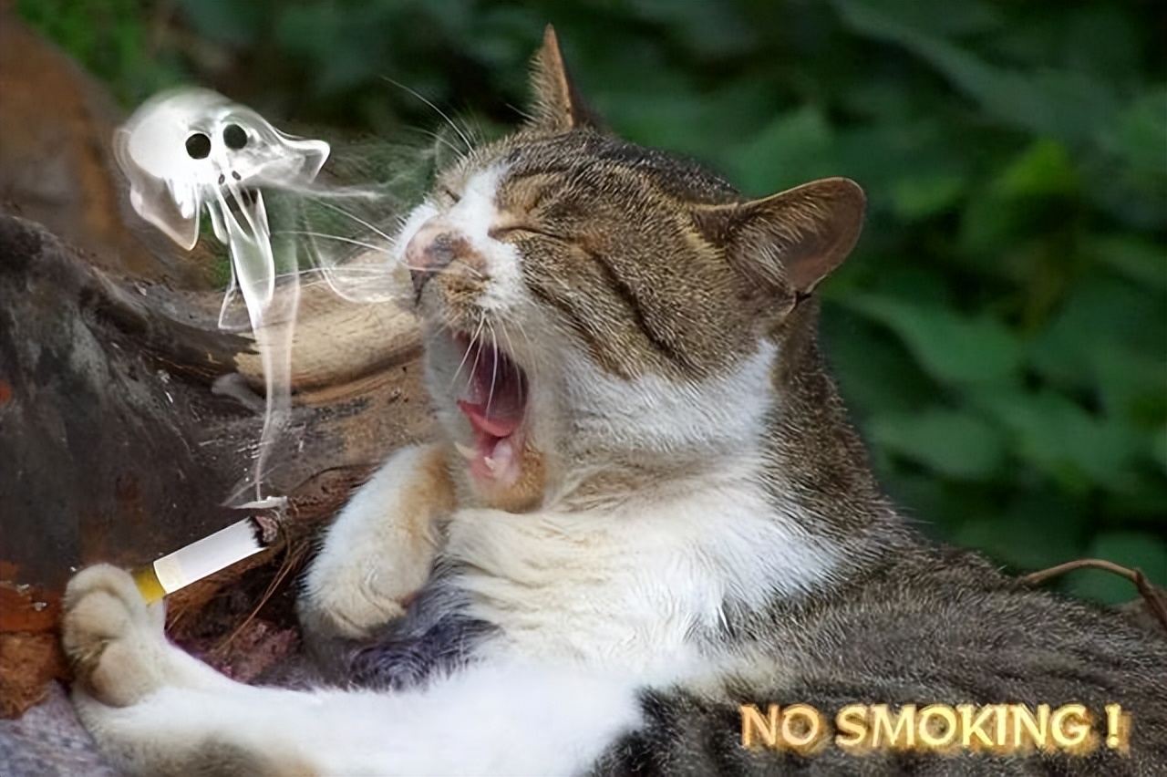 猫咪为什么爱闻香水味