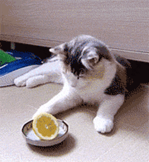 猫咪为什么爱闻香水味