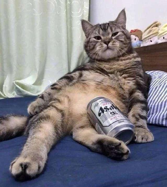 猫咪为什么爱闻香水味