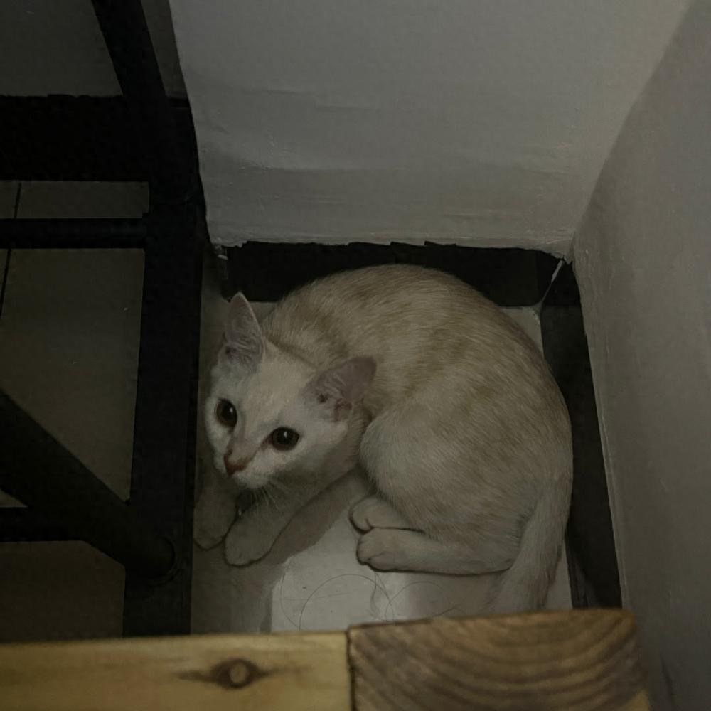 如何让猫咪不害怕出门