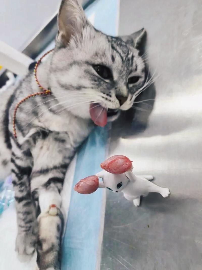 如何让猫咪不害怕出门
