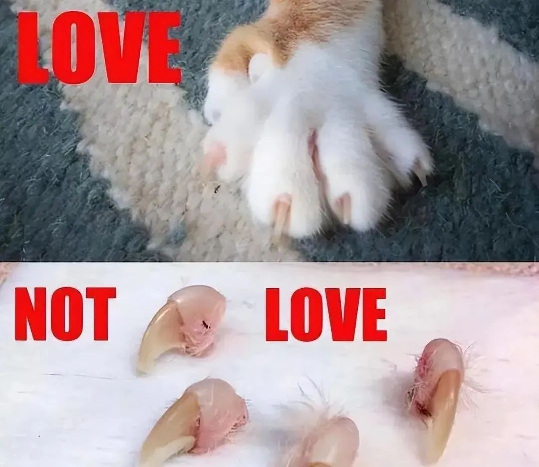 如何让猫咪不害怕出门
