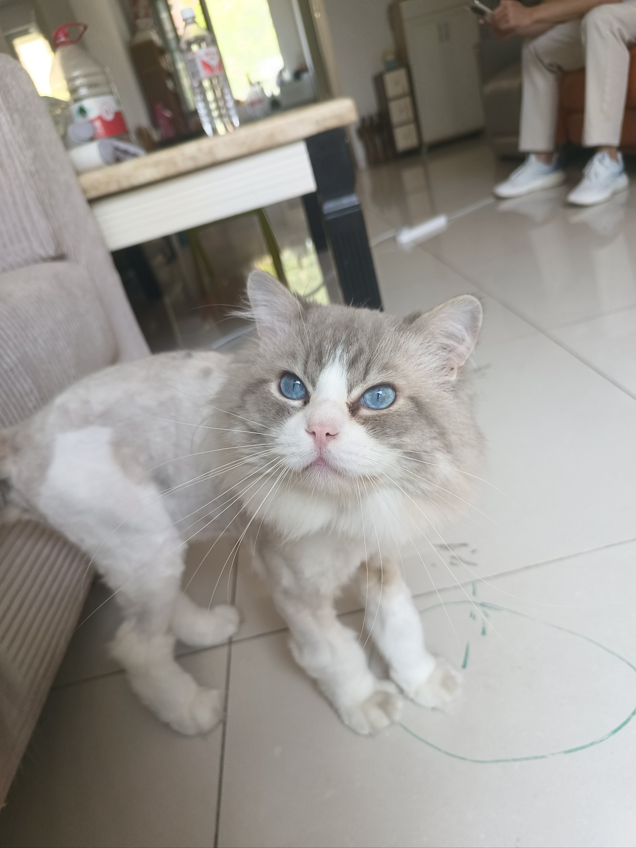 如何让猫咪不害怕出门