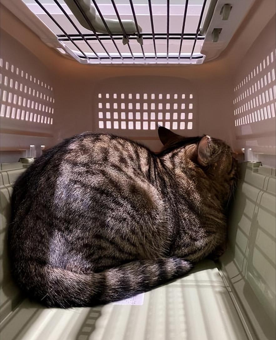 如何让猫咪不害怕出门
