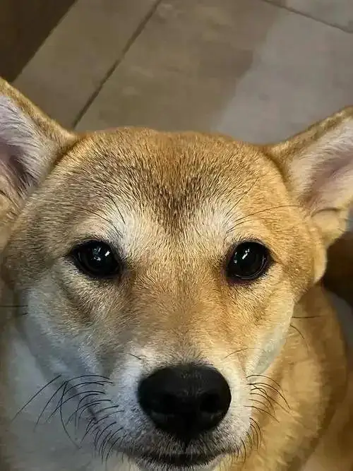 幼犬梳毛时的轻柔接触