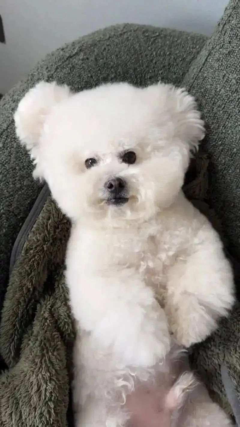 幼犬梳毛时的轻柔接触