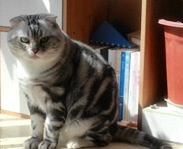 如何让猫咪不害怕出门