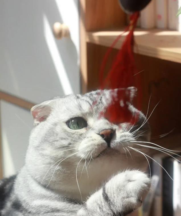 如何让猫咪不害怕出门