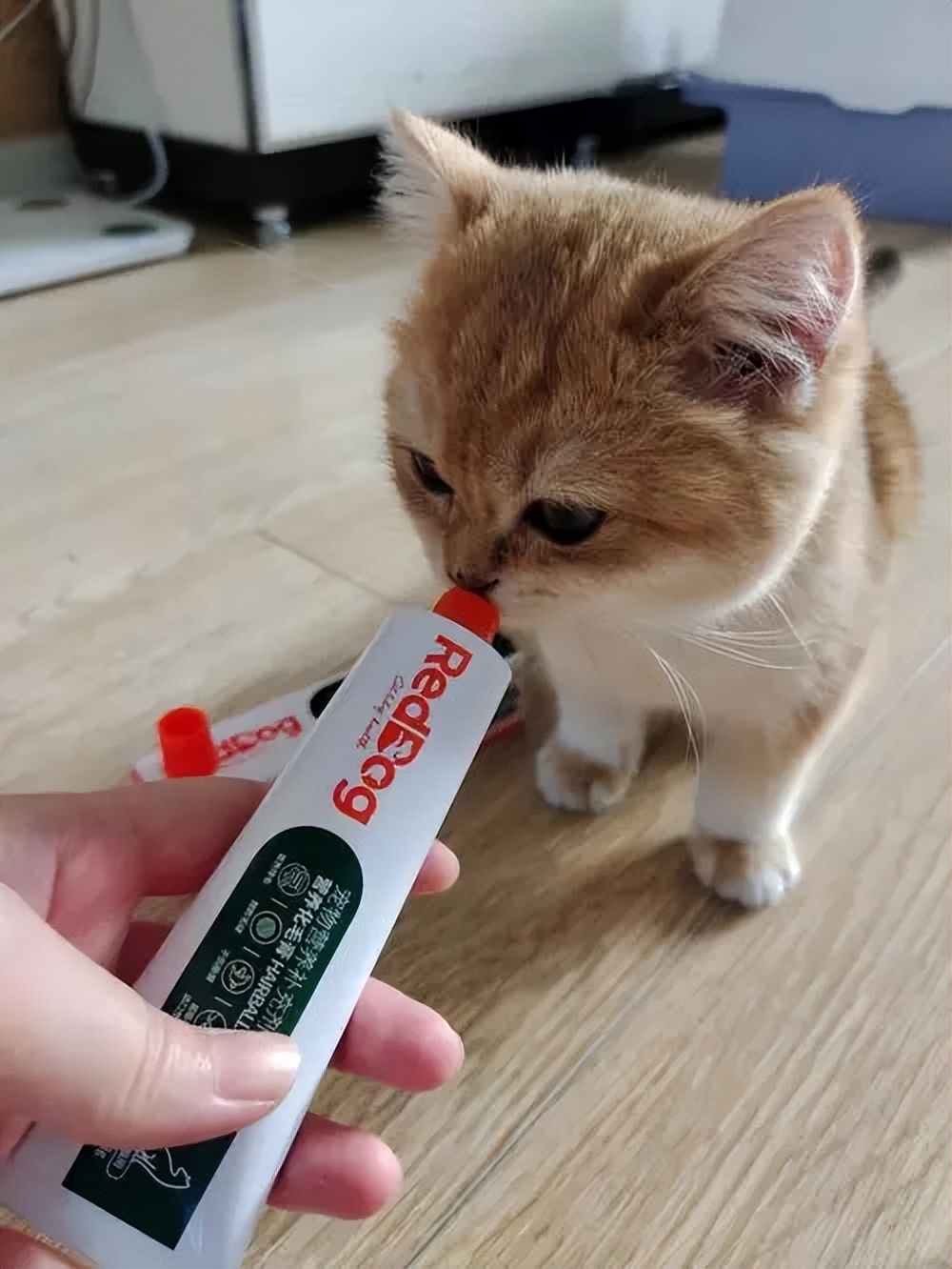 猫咪为什么爱闻香水味