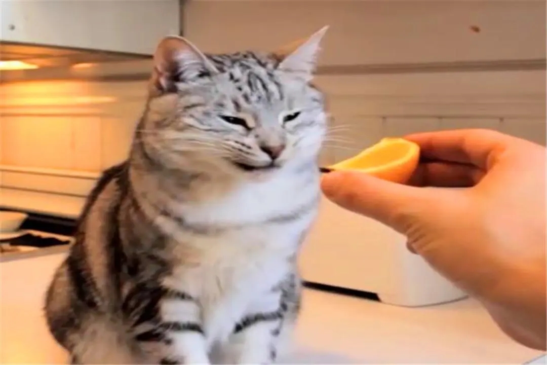 猫咪为什么爱闻香水味