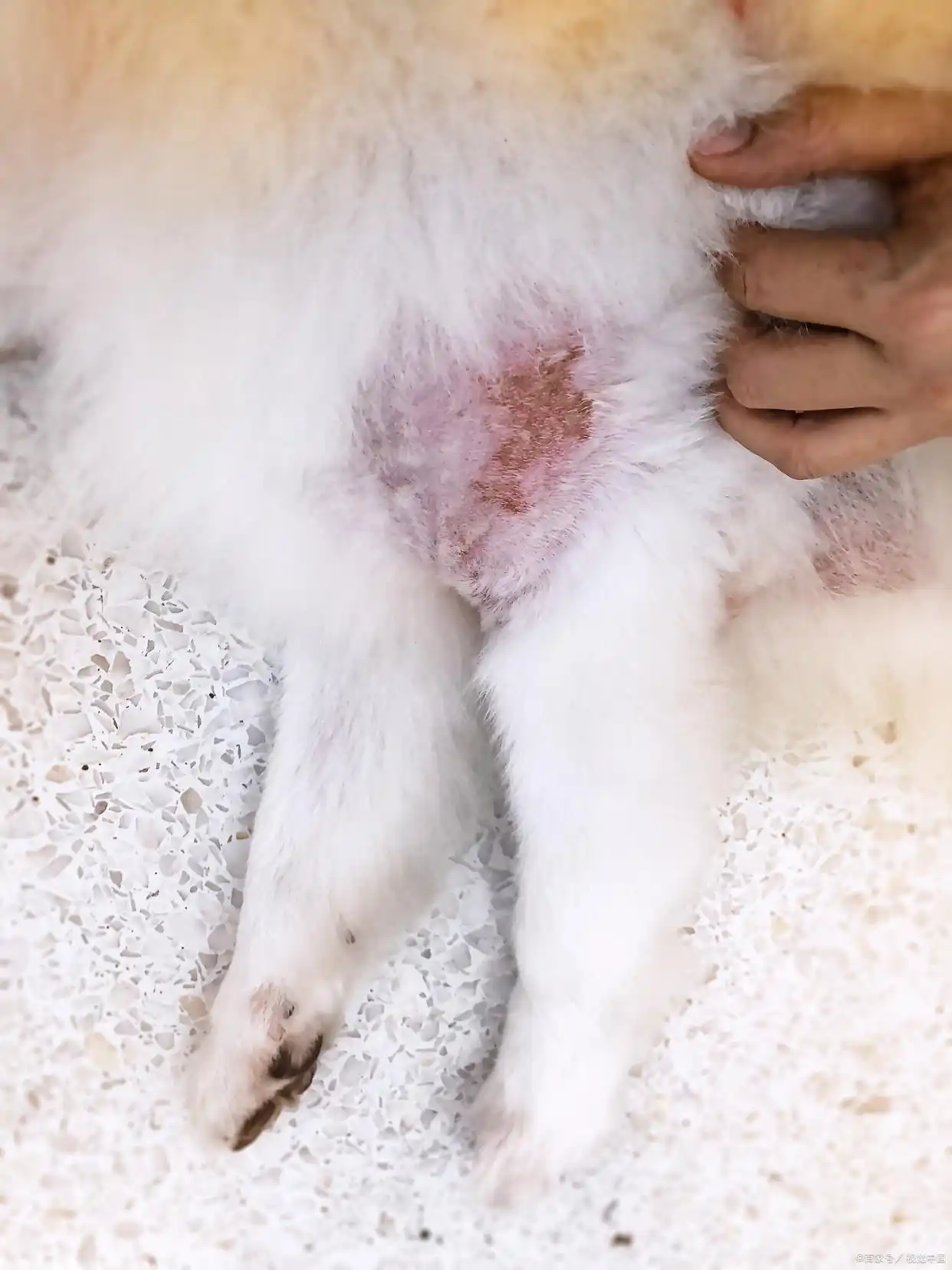 猫咪足癣：人猫共患的皮肤疾病