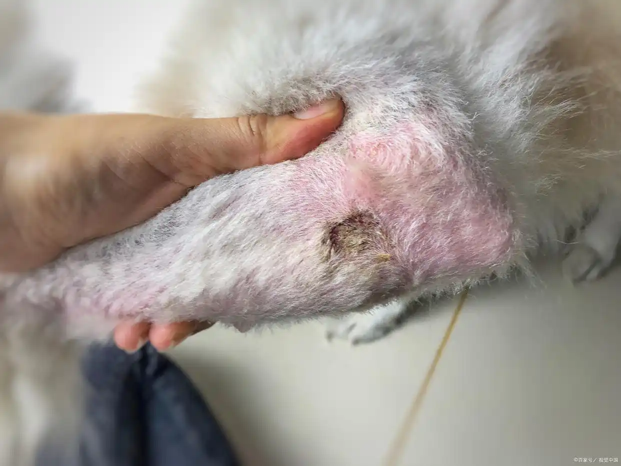 猫咪足癣：人猫共患的皮肤疾病