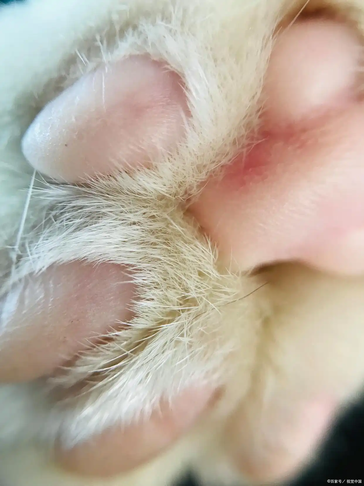 猫咪足癣：人猫共患的皮肤疾病